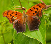 Butterflies