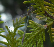 Damselfly
