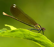Damselfly