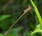 Damselfly