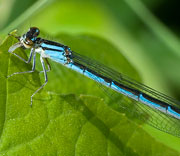 Damselfly
