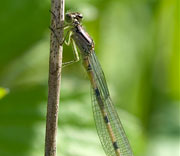 Damselfly