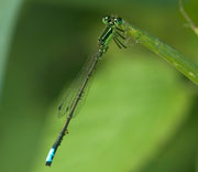 Damselfly