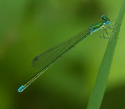 Damselfly