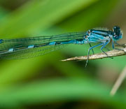 Damselfly