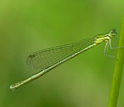 Damselfly