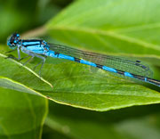 Damselfly