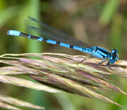 Damselfly