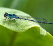 Damselfly