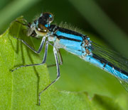 Damselfly