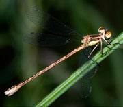 Damselfly