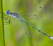 Damselfly