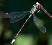 Damselfly