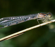 Damselfly
