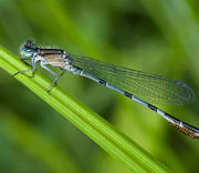 Damselfly