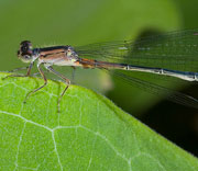 Damselfly