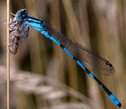 Damselfly