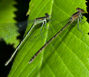 Damselfly