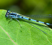 Damselfly