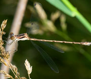 Damselfly