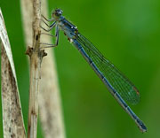 Damselfly