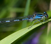 Damselfly