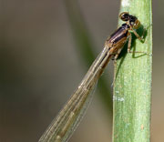 Damselfly
