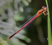 Damselfly
