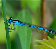 Damselfly