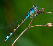 Damselfly