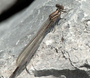 Damselfly