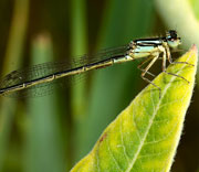 Damselfly