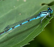 Damselfly