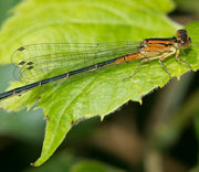Damselfly