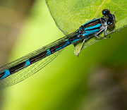 Damselfly