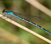 Damselfly