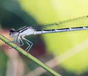 Damselfly