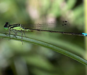 Damselfly