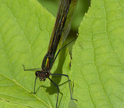 Damselfly