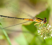 Damselfly