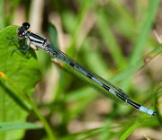 Damselfly