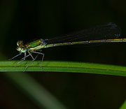 Damselfly