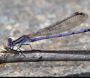 Damselfly