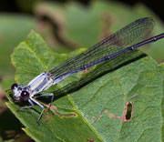 Damselfly
