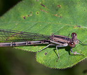 Damselfly