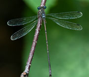 Damselfly