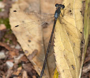 Damselfly