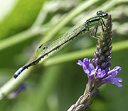 Damselfly
