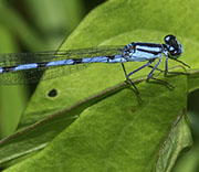 Damselfly
