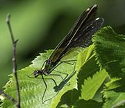 Damselfly